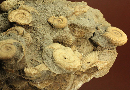 1.2キロオーバーの迫力標本。15個ほどの個体が集結した、保存状態抜群のダクチリオセラス群集化石(Dactylioceras sp.)（その8）
