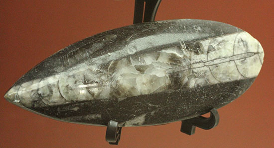 古代の絶滅頭足類、直角貝ことオルソセラス(Orthoceras)（その1）