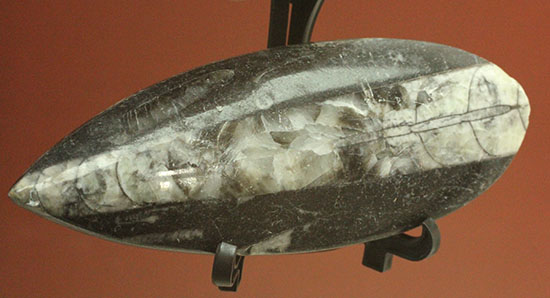 古代の絶滅頭足類、直角貝ことオルソセラス(Orthoceras)(その1)