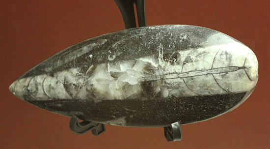 古代の絶滅頭足類、直角貝ことオルソセラス(Orthoceras)（その10）