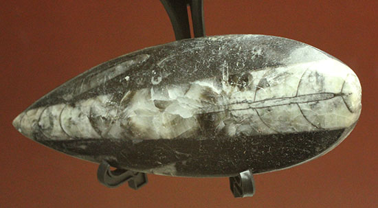 古代の絶滅頭足類、直角貝ことオルソセラス(Orthoceras)(その10)