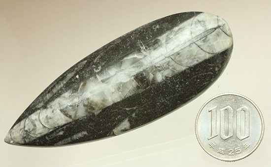 古代の絶滅頭足類、直角貝ことオルソセラス(Orthoceras)(その11)