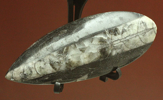 古代の絶滅頭足類、直角貝ことオルソセラス(Orthoceras)（その2）