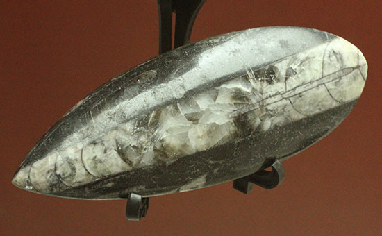 古代の絶滅頭足類、直角貝ことオルソセラス(Orthoceras)(その2)