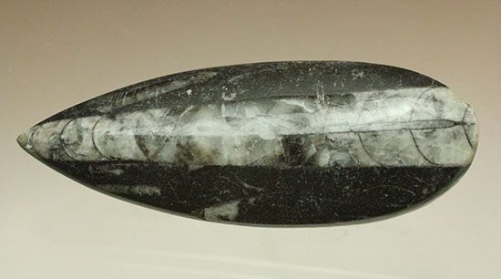 古代の絶滅頭足類、直角貝ことオルソセラス(Orthoceras)（その3）