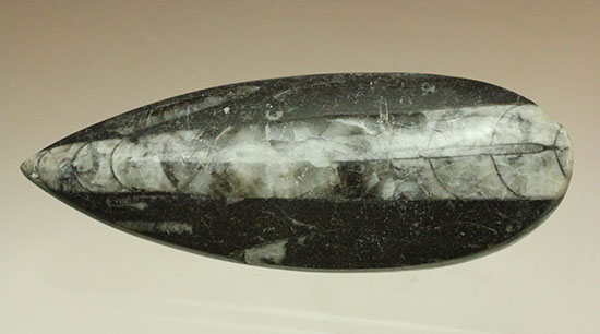 古代の絶滅頭足類、直角貝ことオルソセラス(Orthoceras)(その3)