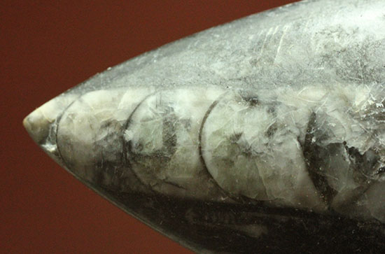 古代の絶滅頭足類、直角貝ことオルソセラス(Orthoceras)(その4)