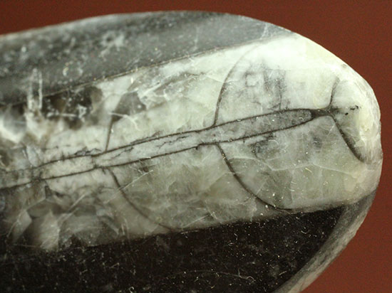 古代の絶滅頭足類、直角貝ことオルソセラス(Orthoceras)(その5)
