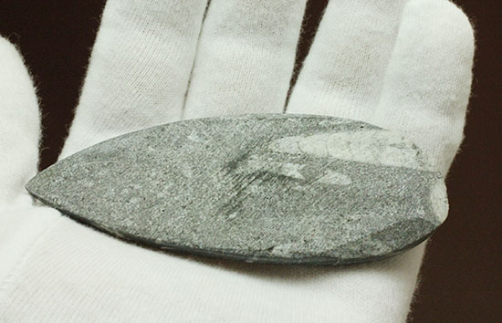 古代の絶滅頭足類、直角貝ことオルソセラス(Orthoceras)（その6）