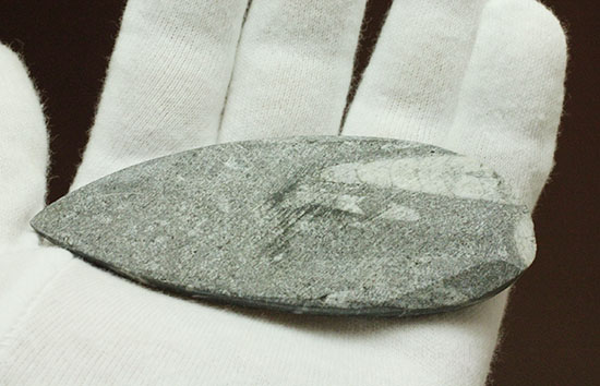 古代の絶滅頭足類、直角貝ことオルソセラス(Orthoceras)(その6)