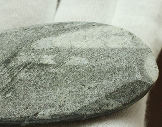 古代の絶滅頭足類、直角貝ことオルソセラス(Orthoceras)(その7)