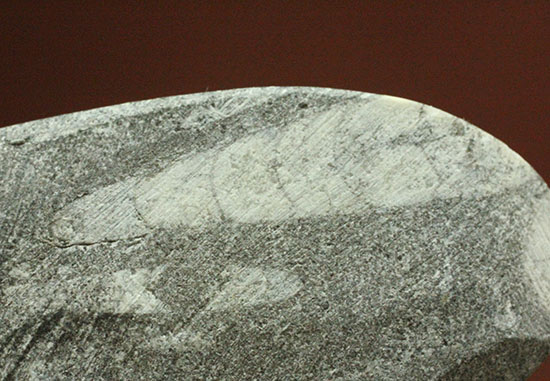 古代の絶滅頭足類、直角貝ことオルソセラス(Orthoceras)(その8)