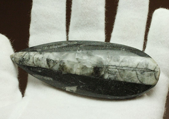 古代の絶滅頭足類、直角貝ことオルソセラス(Orthoceras)(その9)