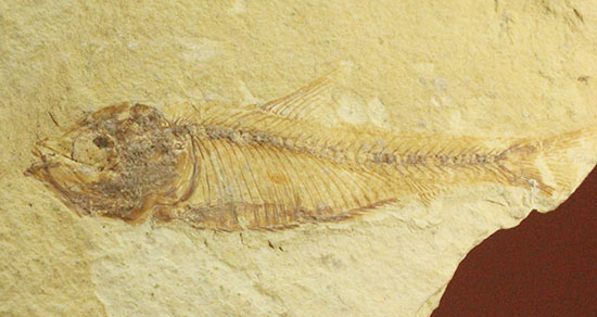 裏面もお楽しみあり。魚の形がはっきり分かる、アメリカワイオミング州魚化石、ゴシウテクティス(Gosiutichthys)（その10）