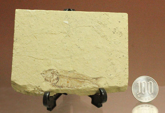 裏面もお楽しみあり。魚の形がはっきり分かる、アメリカワイオミング州魚化石、ゴシウテクティス(Gosiutichthys)（その13）
