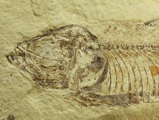 裏面もお楽しみあり。魚の形がはっきり分かる、アメリカワイオミング州魚化石、ゴシウテクティス(Gosiutichthys)（その4）