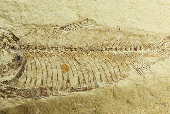 裏面もお楽しみあり。魚の形がはっきり分かる、アメリカワイオミング州魚化石、ゴシウテクティス(Gosiutichthys)（その5）