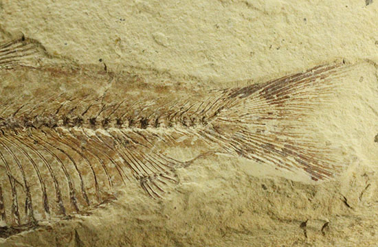 裏面もお楽しみあり。魚の形がはっきり分かる、アメリカワイオミング州魚化石、ゴシウテクティス(Gosiutichthys)(その6)