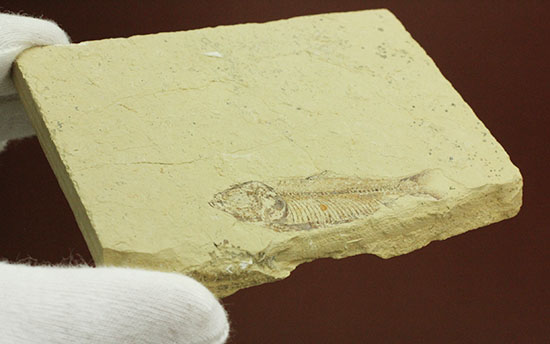 裏面もお楽しみあり。魚の形がはっきり分かる、アメリカワイオミング州魚化石、ゴシウテクティス(Gosiutichthys)（その7）