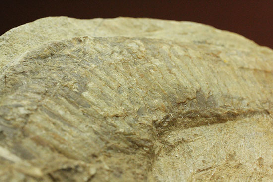 母岩コンパクトで魚本体はビッグ！うねりの感じられる魚化石ポジ標本（その10）