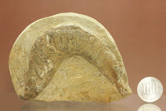母岩コンパクトで魚本体はビッグ！うねりの感じられる魚化石ポジ標本（その11）