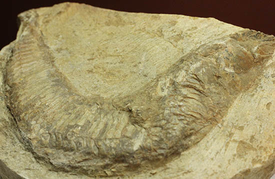 母岩コンパクトで魚本体はビッグ！うねりの感じられる魚化石ポジ標本（その3）