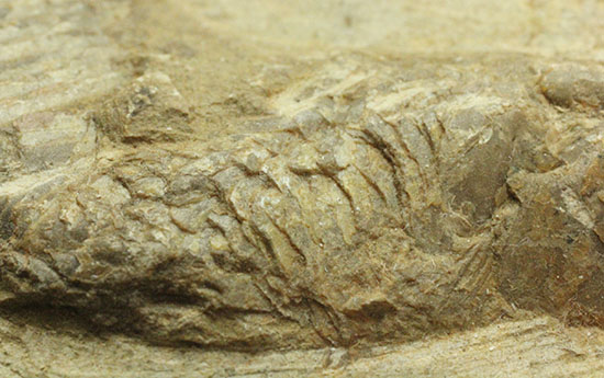母岩コンパクトで魚本体はビッグ！うねりの感じられる魚化石ポジ標本（その4）