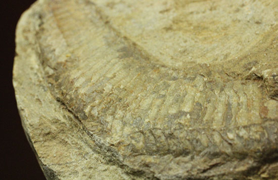 母岩コンパクトで魚本体はビッグ！うねりの感じられる魚化石ポジ標本（その6）