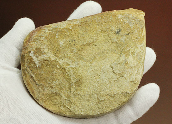 母岩コンパクトで魚本体はビッグ！うねりの感じられる魚化石ポジ標本（その8）