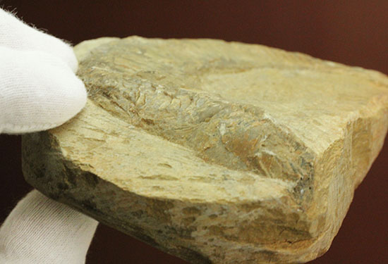 母岩コンパクトで魚本体はビッグ！うねりの感じられる魚化石ポジ標本（その9）