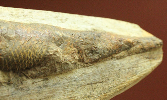 立体的！ウロコが保存された、ブラジル産の古代魚ラコレピス化石(Rhaphiolepis)（その10）