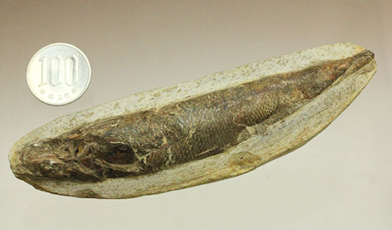 立体的！ウロコが保存された、ブラジル産の古代魚ラコレピス化石(Rhaphiolepis)（その11）