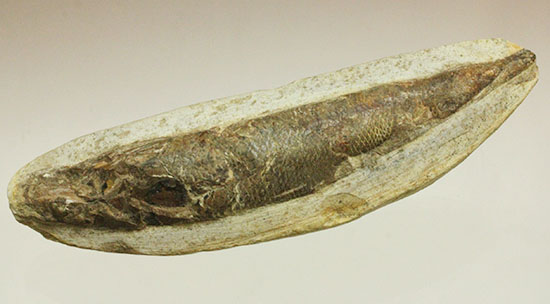 立体的！ウロコが保存された、ブラジル産の古代魚ラコレピス化石(Rhaphiolepis)（その3）