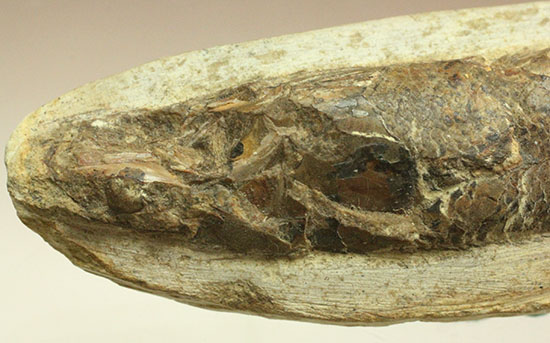 立体的！ウロコが保存された、ブラジル産の古代魚ラコレピス化石(Rhaphiolepis)（その4）