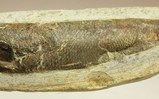 立体的！ウロコが保存された、ブラジル産の古代魚ラコレピス化石(Rhaphiolepis)（その5）