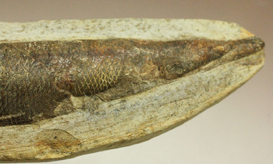 立体的！ウロコが保存された、ブラジル産の古代魚ラコレピス化石(Rhaphiolepis)（その6）
