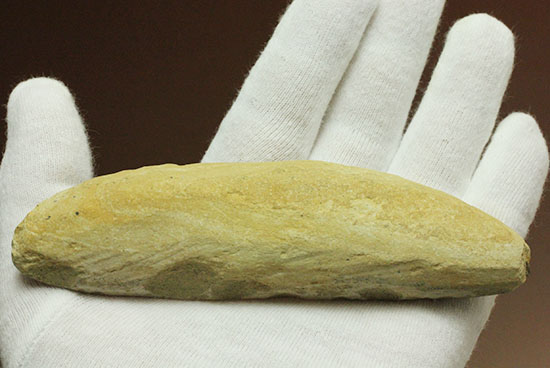立体的！ウロコが保存された、ブラジル産の古代魚ラコレピス化石(Rhaphiolepis)（その8）