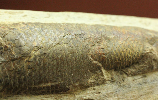 立体的！ウロコが保存された、ブラジル産の古代魚ラコレピス化石(Rhaphiolepis)（その9）