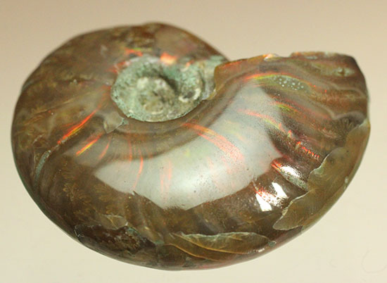 小ぶりながらレッドな光線が全面に広がる、光るアンモナイト(Ammonite)（その1）