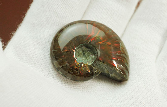 小ぶりながらレッドな光線が全面に広がる、光るアンモナイト(Ammonite)（その10）