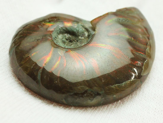 小ぶりながらレッドな光線が全面に広がる、光るアンモナイト(Ammonite)（その12）