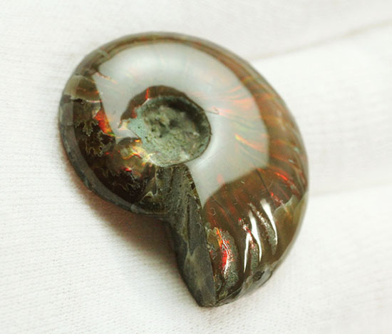 小ぶりながらレッドな光線が全面に広がる、光るアンモナイト(Ammonite)（その13）
