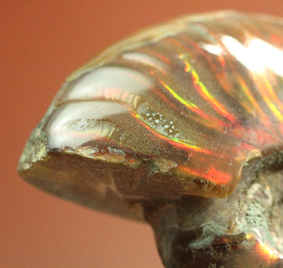 小ぶりながらレッドな光線が全面に広がる、光るアンモナイト(Ammonite)（その14）