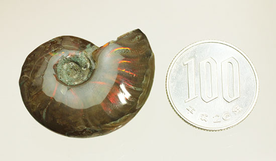 小ぶりながらレッドな光線が全面に広がる、光るアンモナイト(Ammonite)（その15）