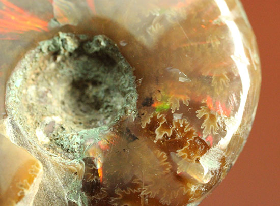 小ぶりながらレッドな光線が全面に広がる、光るアンモナイト(Ammonite)（その4）