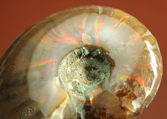 小ぶりながらレッドな光線が全面に広がる、光るアンモナイト(Ammonite)（その7）