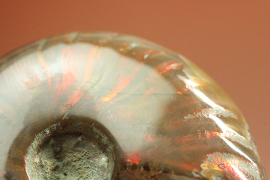 小ぶりながらレッドな光線が全面に広がる、光るアンモナイト(Ammonite)（その8）