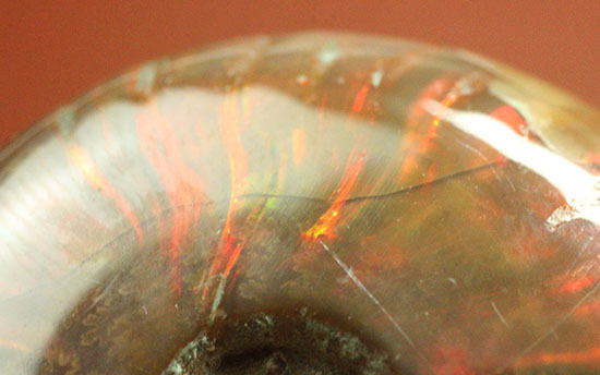 小ぶりながらレッドな光線が全面に広がる、光るアンモナイト(Ammonite)（その9）
