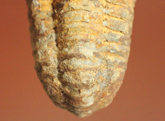 均整のとれた、オルドビス紀のカリメネ三葉虫（その10）