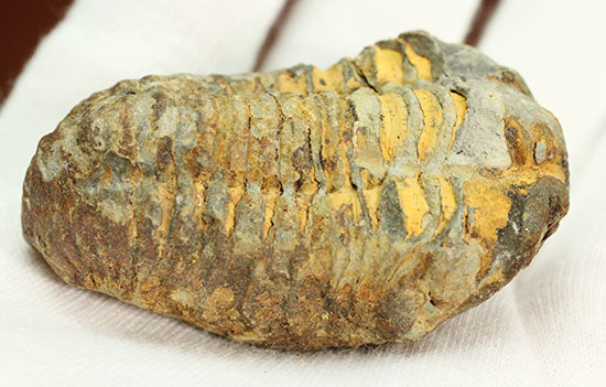 均整のとれた、オルドビス紀のカリメネ三葉虫（その6）